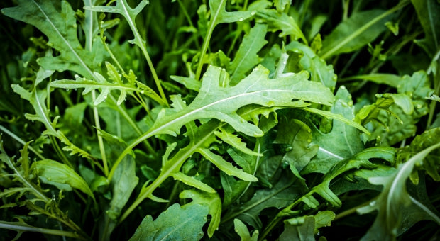 Wild Lettuce Powder