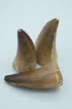 Load image into Gallery viewer, Monster Shark Teeth Fossils - ohiohippiessmokeshop.com
