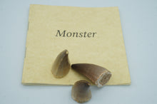 Load image into Gallery viewer, Monster Shark Teeth Fossils - ohiohippiessmokeshop.com
