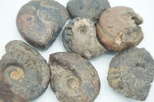 Load image into Gallery viewer, Unique Raw Ammonite Fossils - ohiohippiessmokeshop.com
