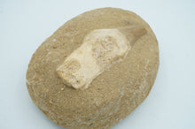 Load image into Gallery viewer, Shark Dinosaur Tooth Fossil - ohiohippiessmokeshop.com
