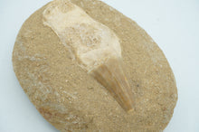 Load image into Gallery viewer, Shark Dinosaur Tooth Fossil - ohiohippiessmokeshop.com
