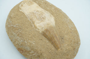 Shark Dinosaur Tooth Fossil - ohiohippiessmokeshop.com