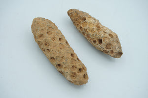 Fossil Pine Cones - ohiohippiessmokeshop.com