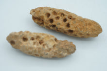 Load image into Gallery viewer, Fossil Pine Cones - ohiohippiessmokeshop.com
