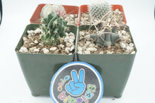 Load image into Gallery viewer, Small/Medium Succulent/Cactus Plants - ohiohippiessmokeshop.com
