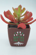 Load image into Gallery viewer, Plastic Potted Succulent - ohiohippiessmokeshop.com
