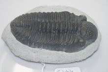 Load image into Gallery viewer, Trilobite Phacops Fossil
