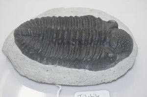 Trilobite Phacops Fossil