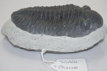 Load image into Gallery viewer, Trilobite Phacops Fossil
