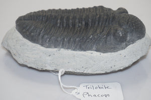 Trilobite Phacops Fossil