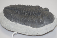 Load image into Gallery viewer, Trilobite Phacops Fossil
