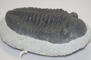 Trilobite Phacops Fossil