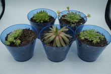 Load image into Gallery viewer, Small/Medium Succulent/Cactus Plants - ohiohippiessmokeshop.com
