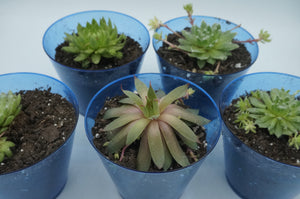 Small/Medium Succulent/Cactus Plants - ohiohippiessmokeshop.com