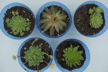 Load image into Gallery viewer, Small/Medium Succulent/Cactus Plants - ohiohippiessmokeshop.com
