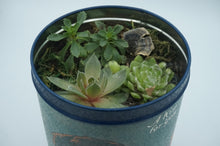 Load image into Gallery viewer, Tall Retro Hershey&#39;s Tin Can Succulent Pot - CaliCulturesmokeshop.com
