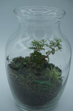 Load image into Gallery viewer, Glass Jar/Vase Vertical Succulent Plant - CaliCulturesmokeshop.com
