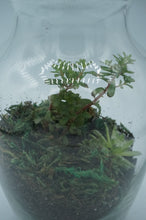 Load image into Gallery viewer, Glass Jar/Vase Vertical Succulent Plant - CaliCulturesmokeshop.com
